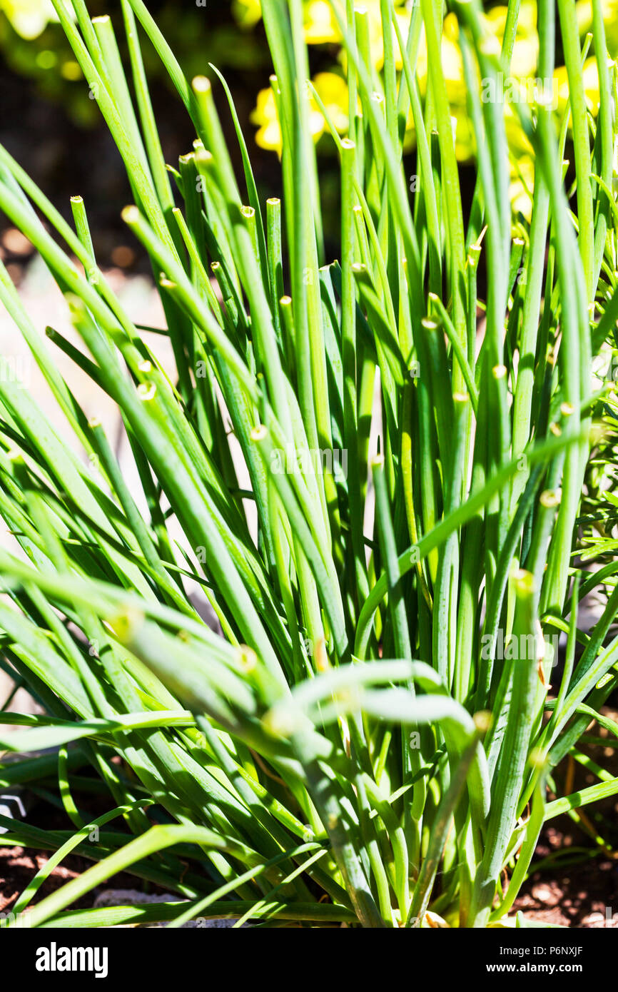Chives is the common name of Allium schoenoprasum, an edible species of