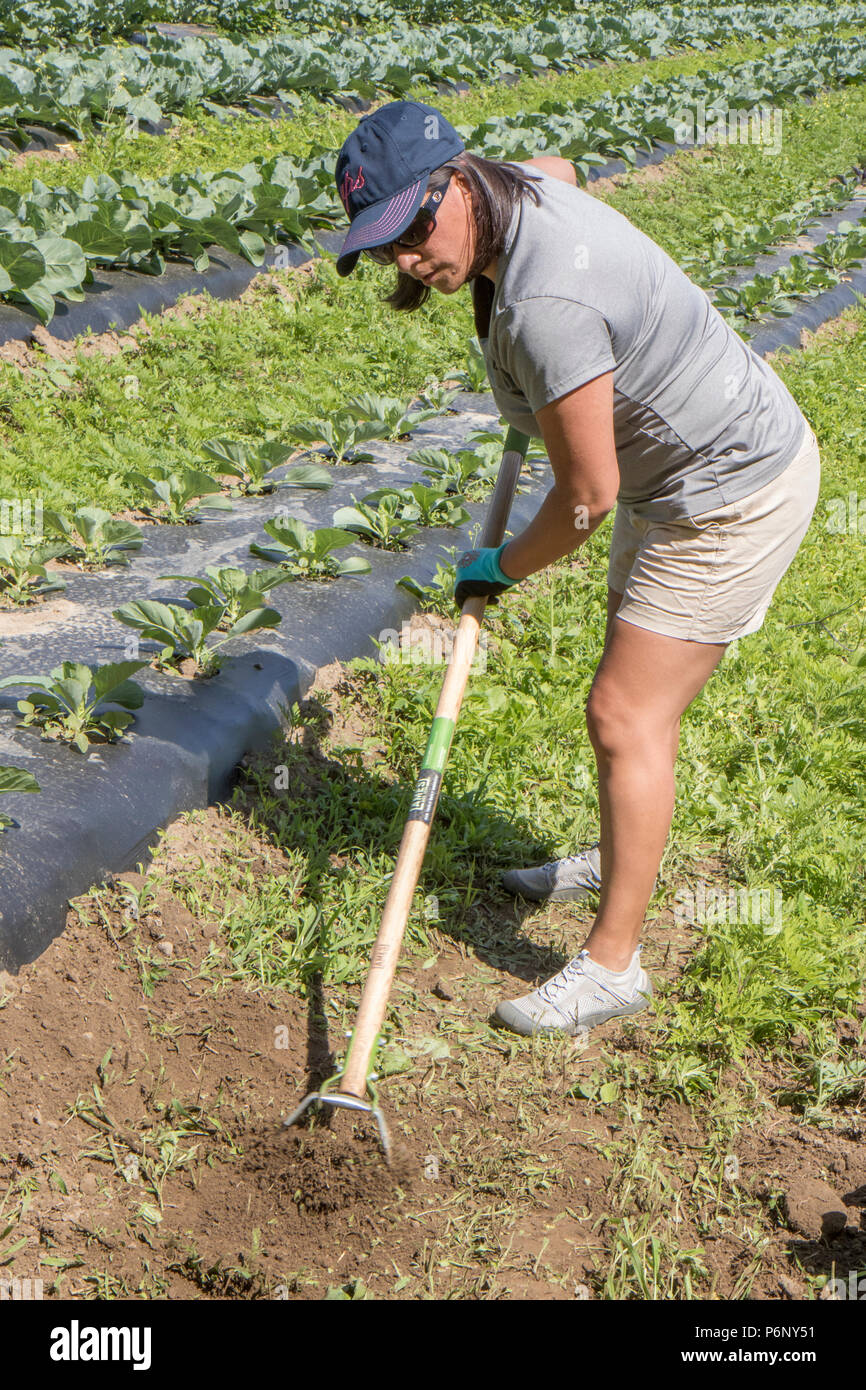 Woman working in a large market garden Stock Photo