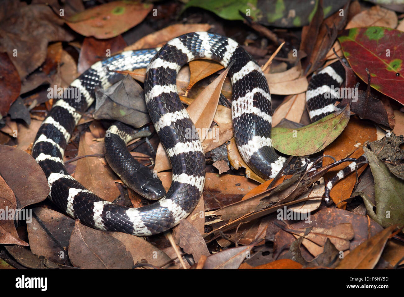 Many banded krait Bungarus multicinctus Stock Photo