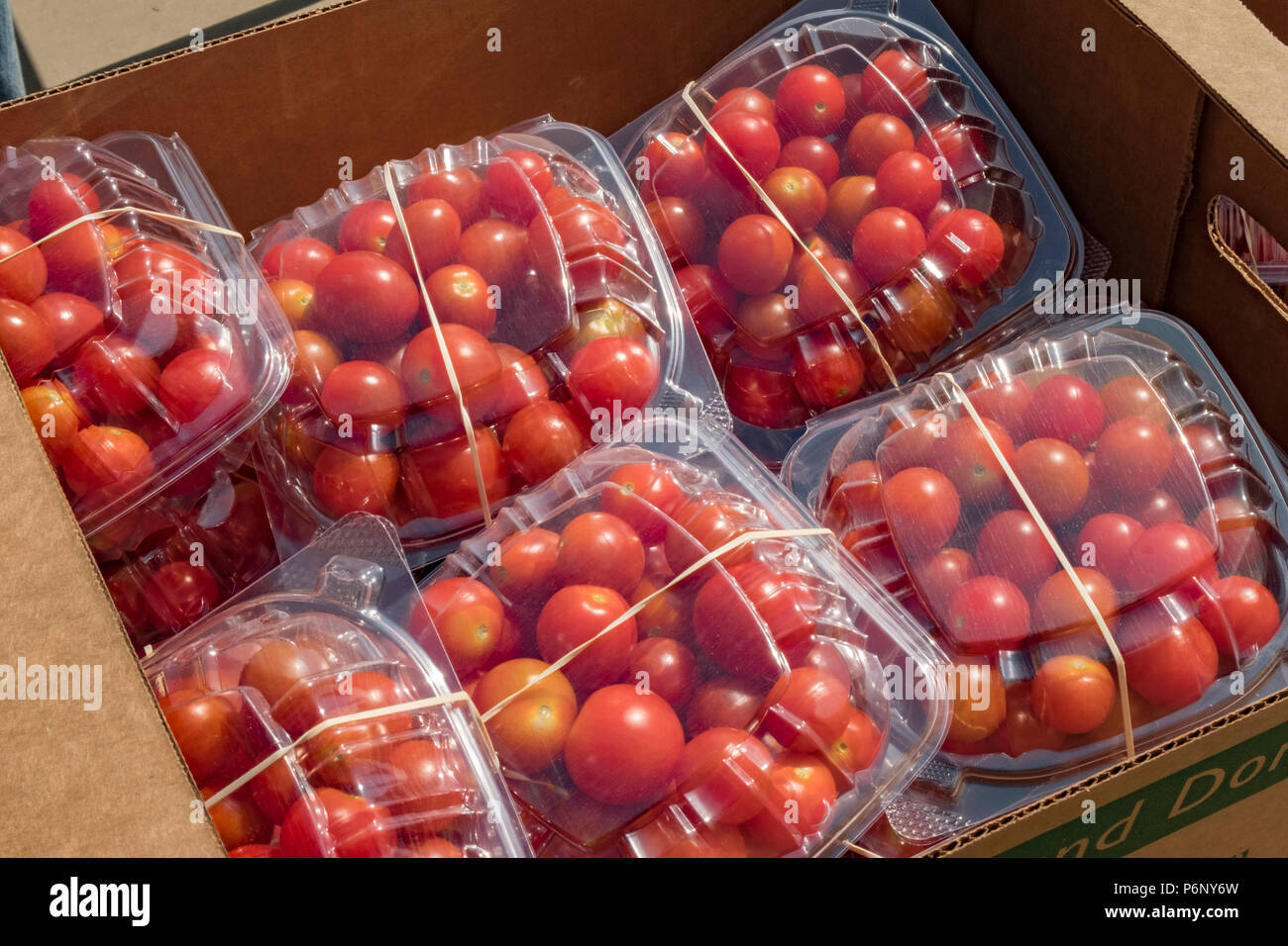 Cherry tomatoes - just picked Stock Photo