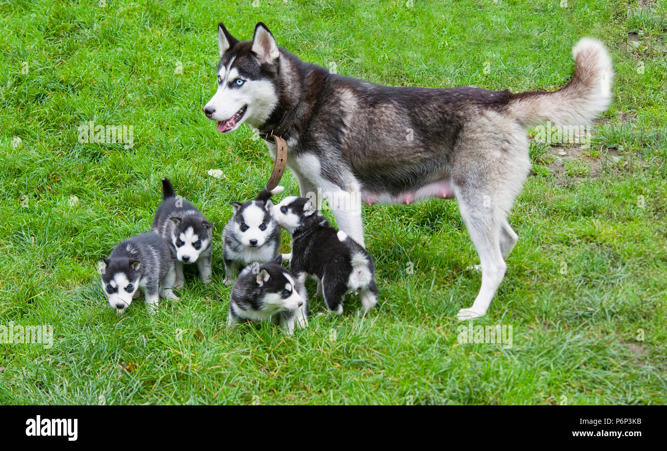 Siberian husky puppies for a walk with their mother. Stock Photo