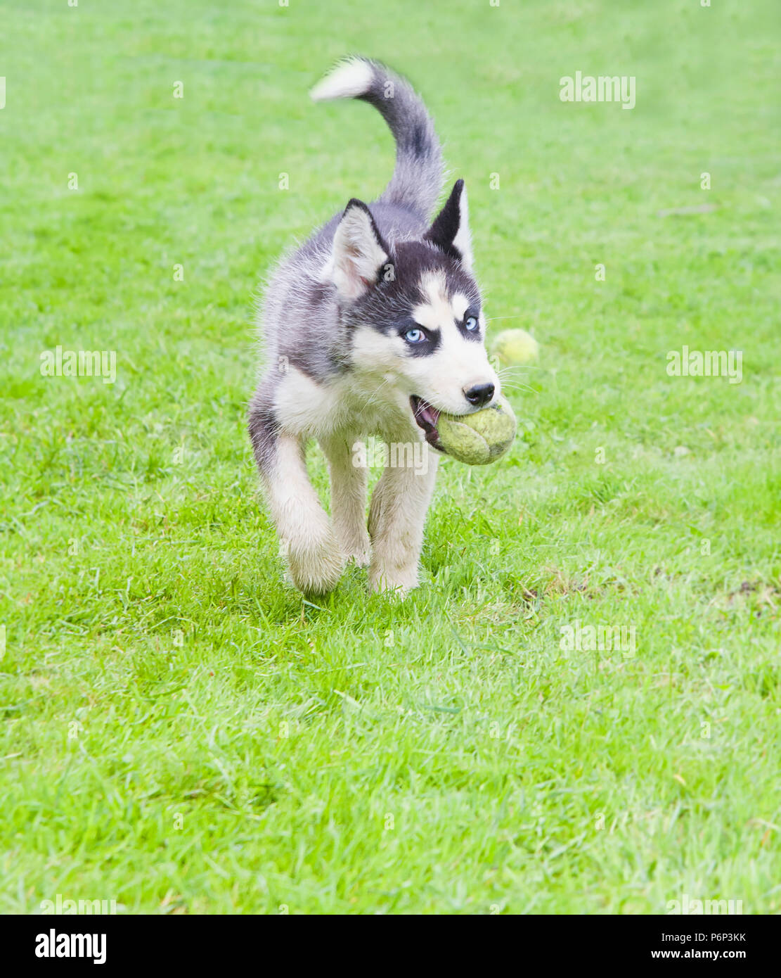 husky running in grass playing with a ball Stock Photo - Alamy