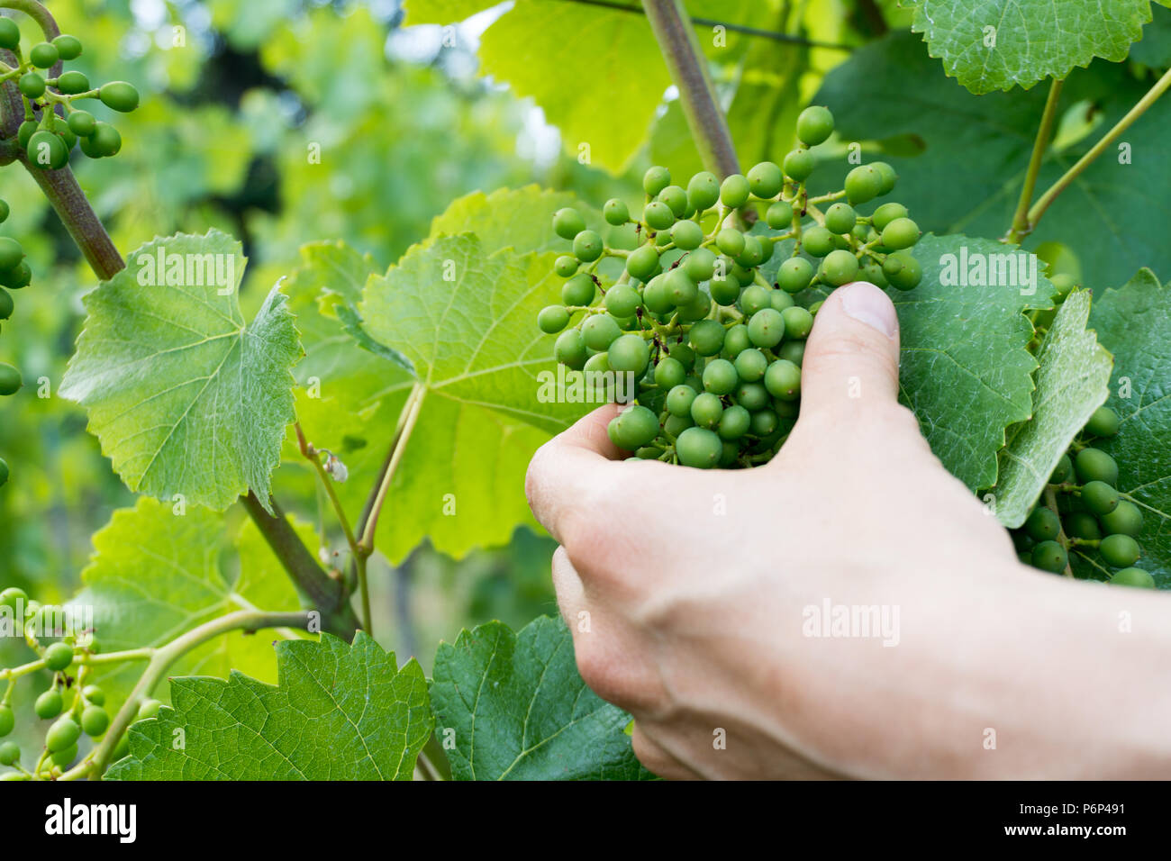 hand of female wine farmer checks quality of young green pinot noir grapes in a vineyard Stock Photo