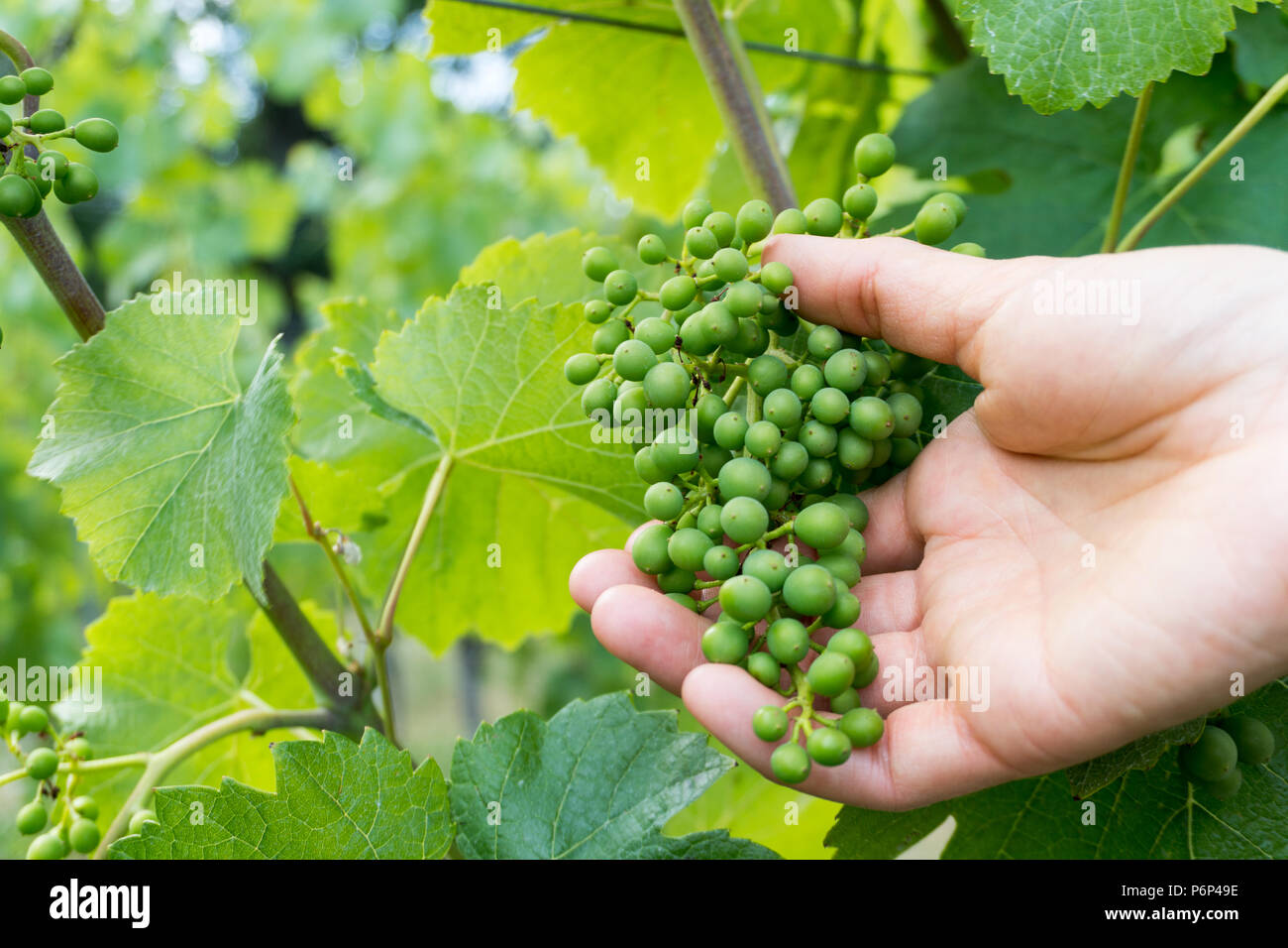 hand of female wine farmer checks quality of young green pinot noir grapes in a vineyard Stock Photo