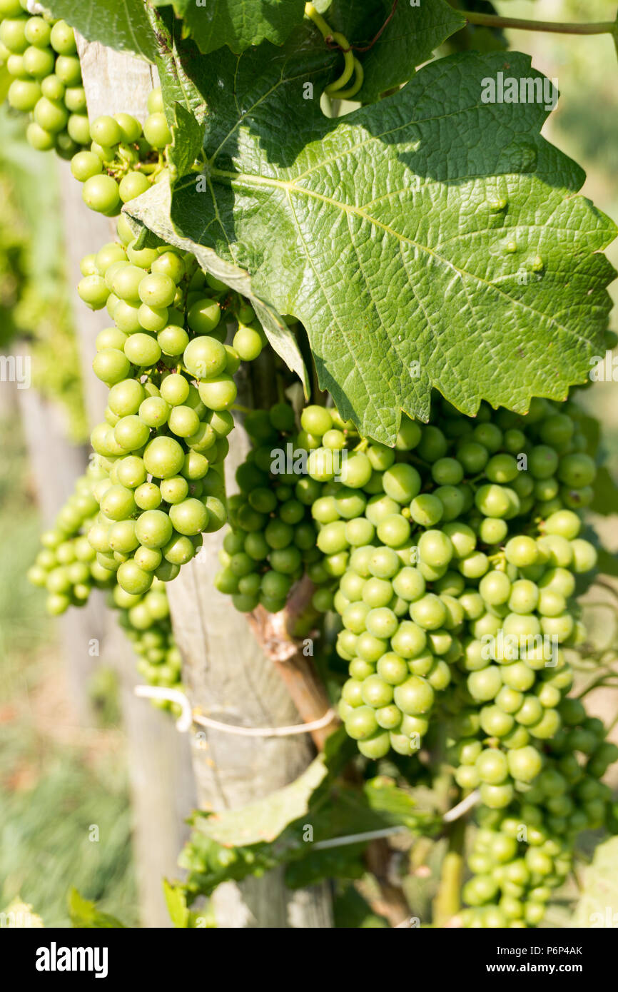 young green Pinot Noir grapes on a grapevine in a Swiss vineyard growing fast Stock Photo