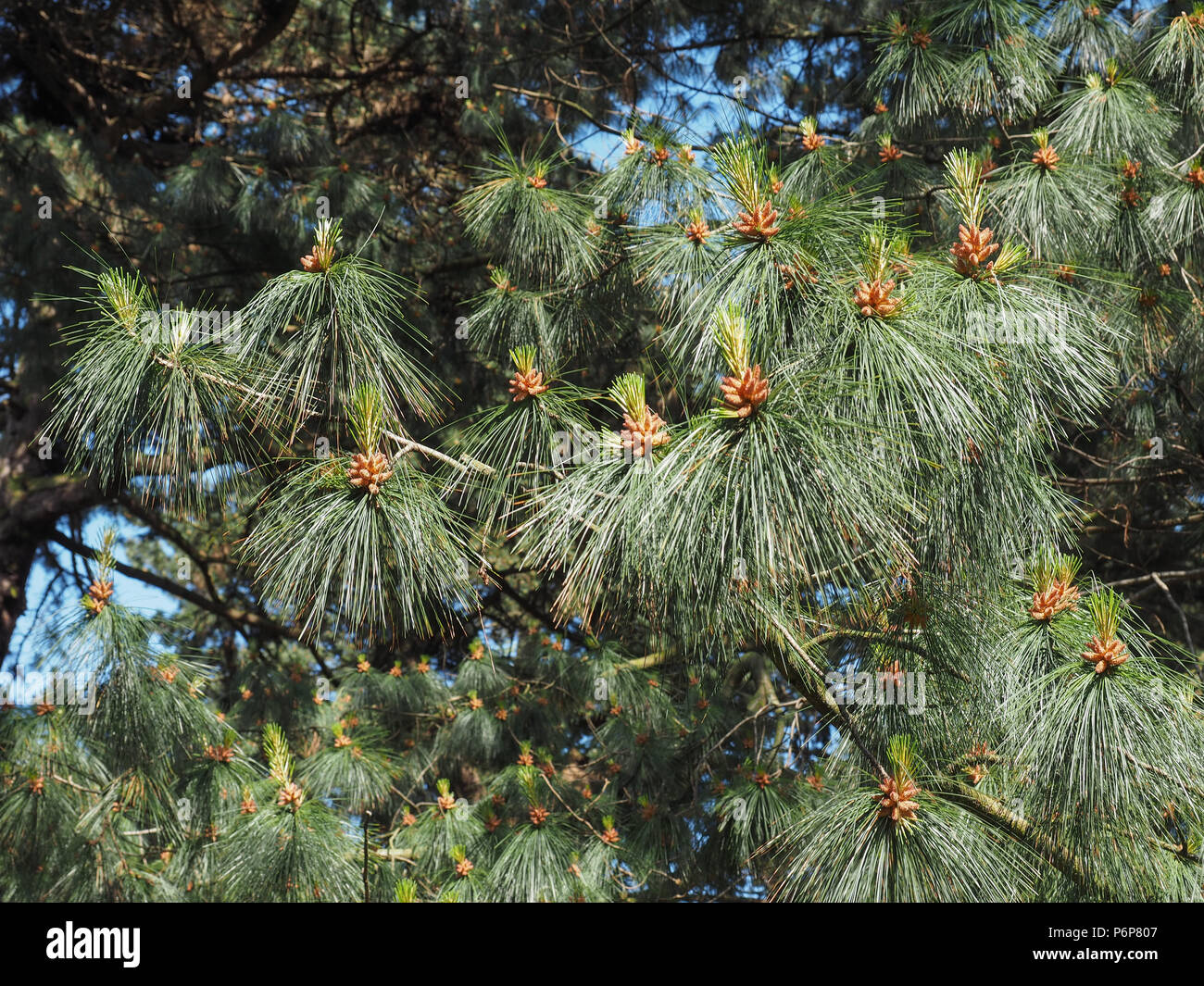 pine (conifer of genus Pinus, family Pinaceae) tree Stock Photo