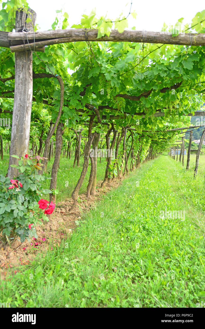 Vineyard using the trellis system of grapes hanging from a traditional wooden trellis. With