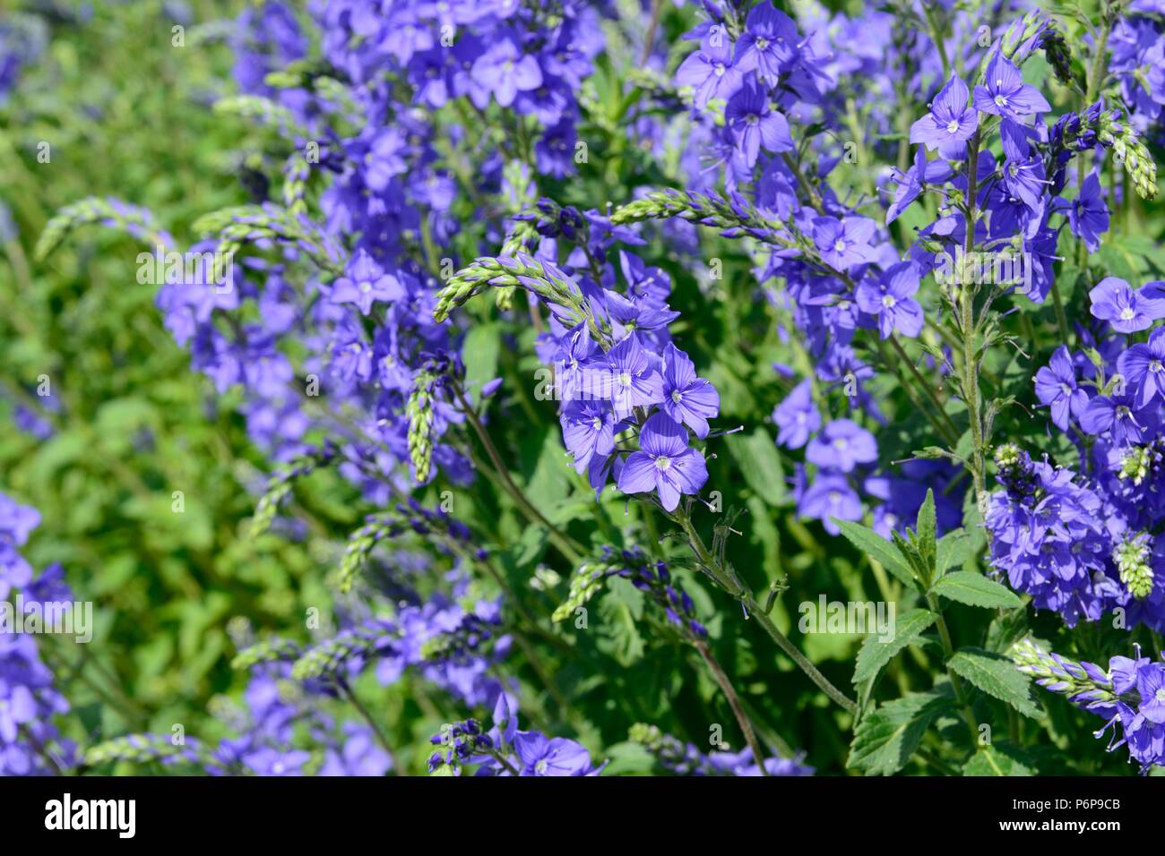 Veronica austriaca subsp ttecrium royal blue saw leaved speedwell flowers Stock Photo