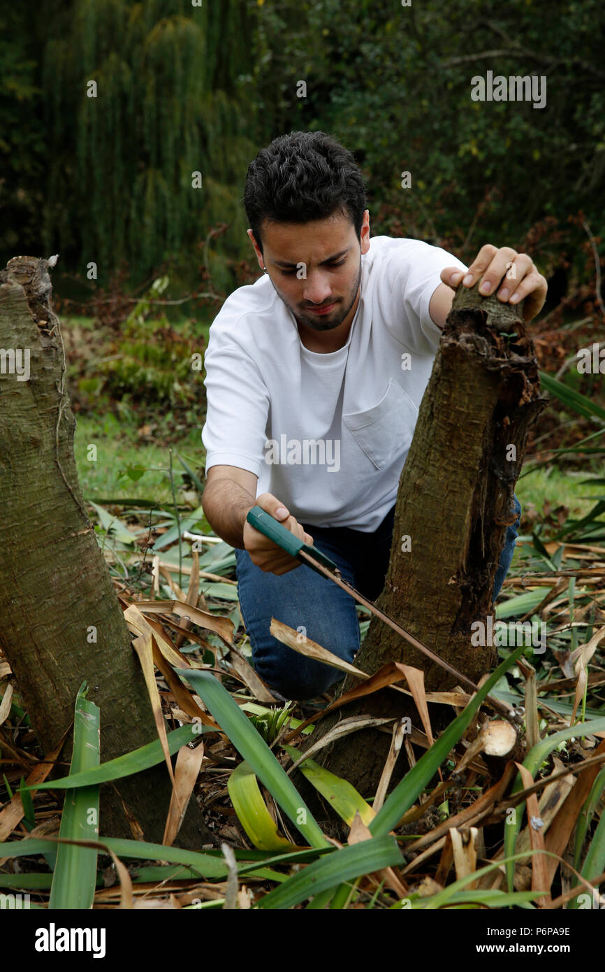 Young man cutting down a tree. France. Stock Photo