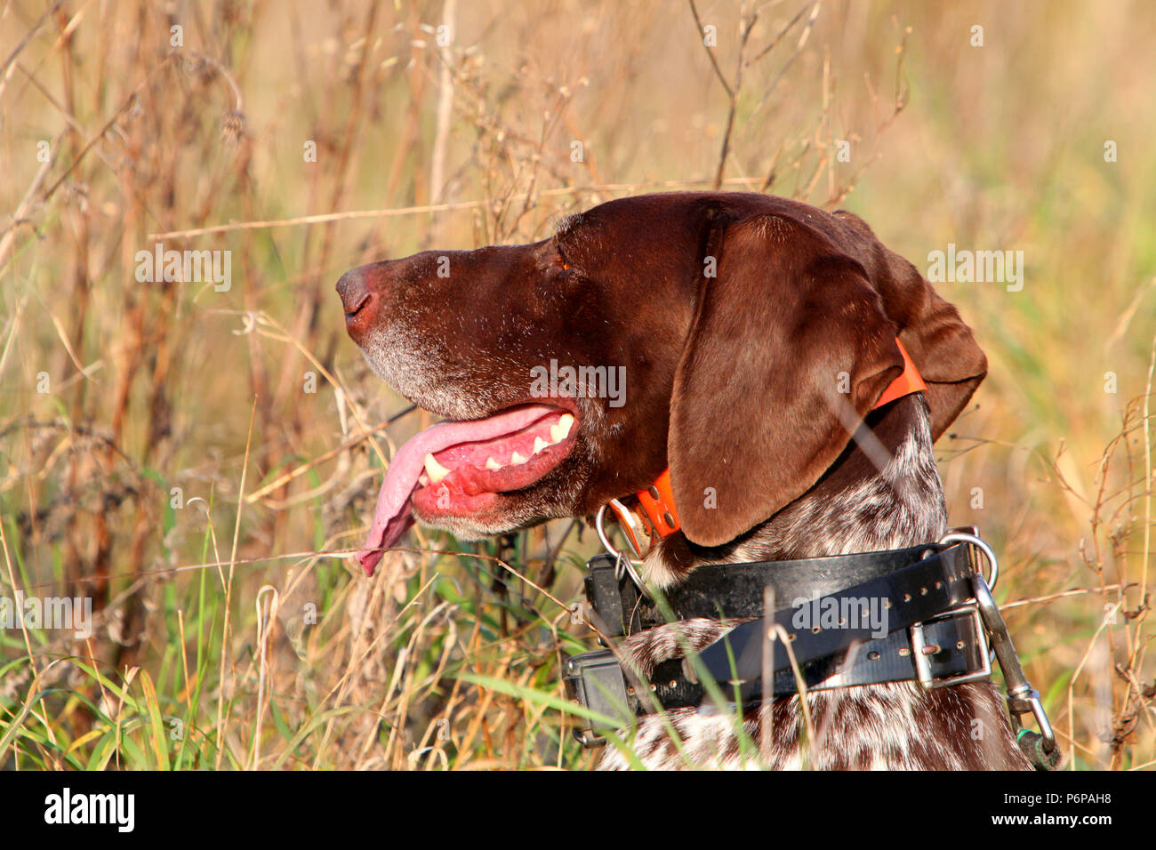 Head of German shorthaired pointer Stock Photo