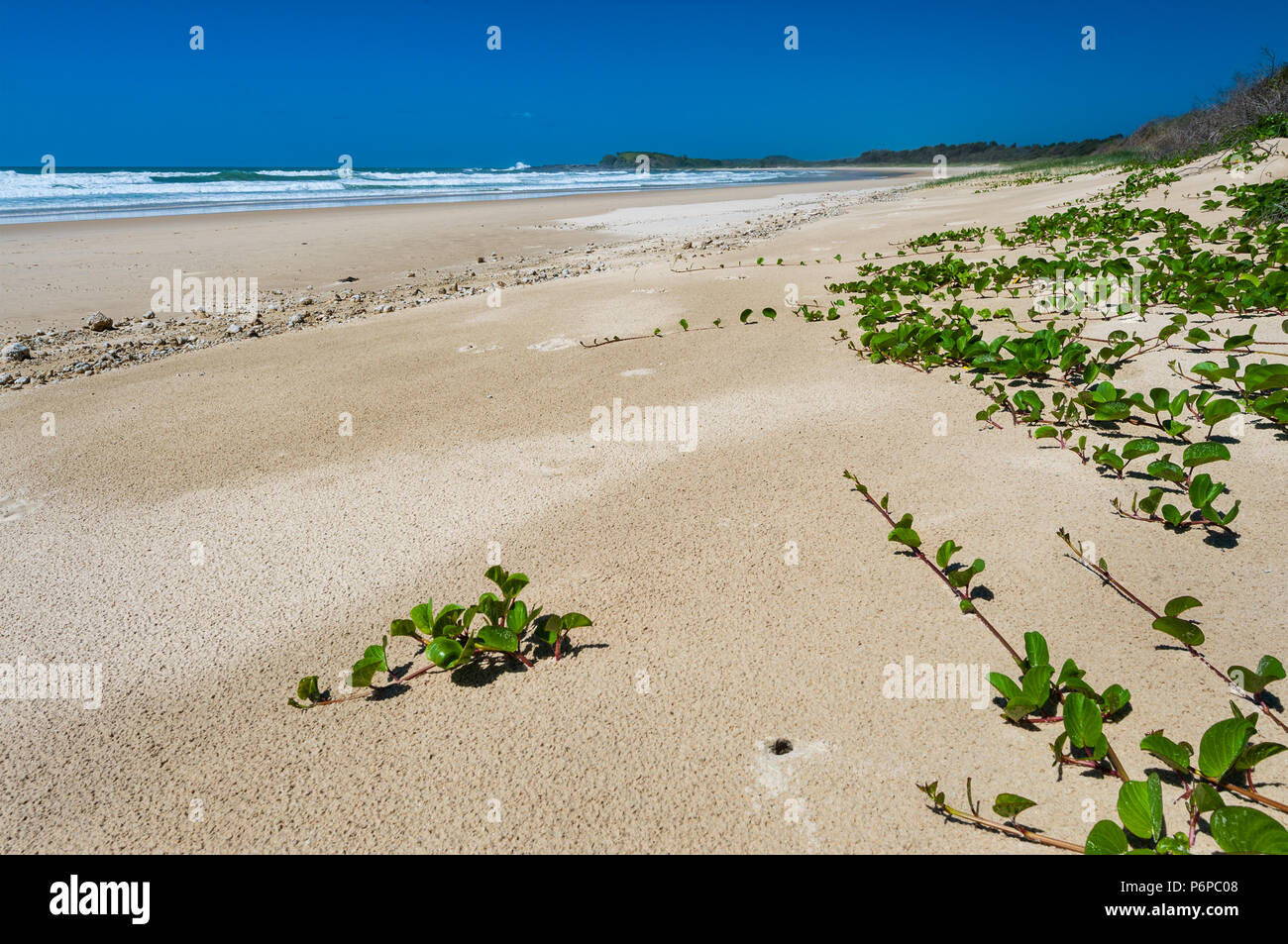 Back Beach in Bundjalung National Park. Stock Photo