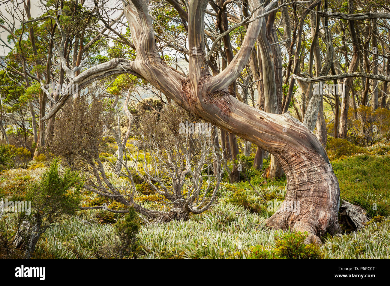 Gnarled Snow Gum in the mountains of Australia's south east. Stock Photo