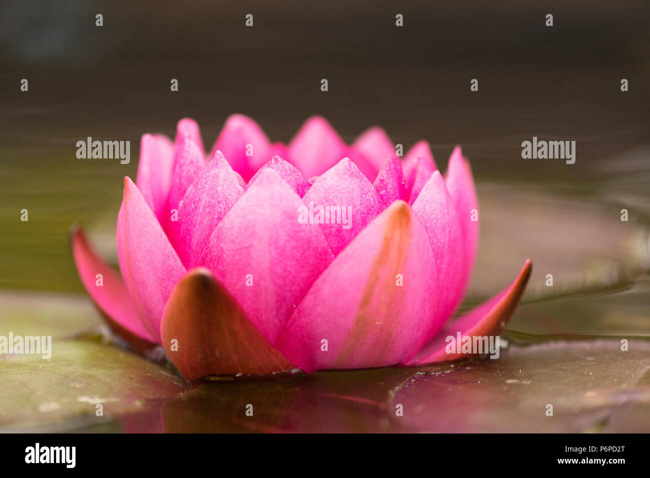 Close-up of a beautiful pink water lily, floating on water Stock Photo