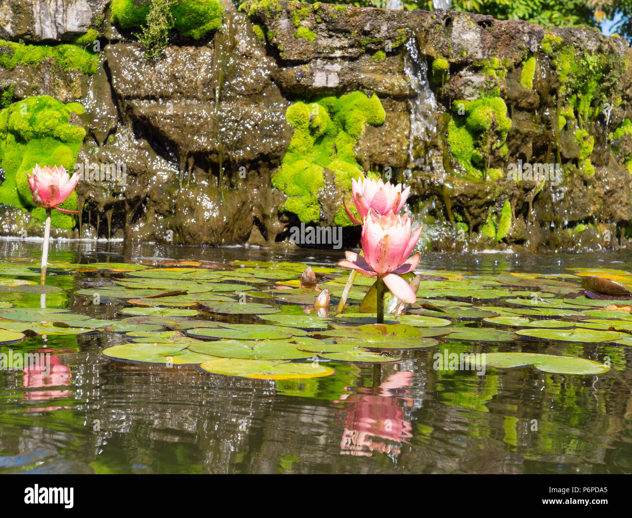 Water Lily Flowers In The Pond Stock Photo - Alamy
