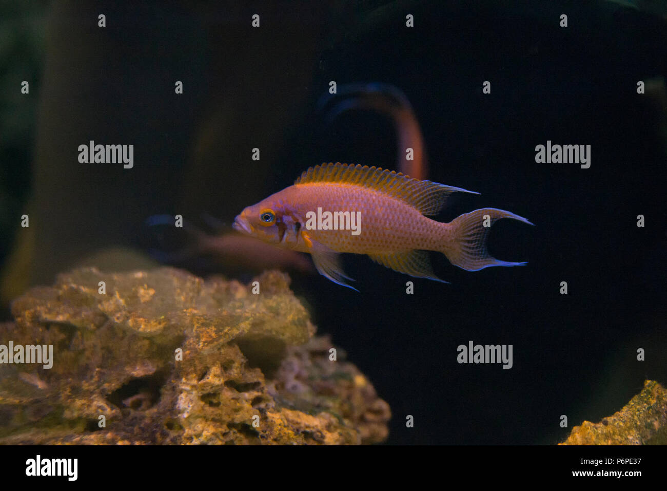 Tanganyika cichlids tropical beautiful fish in the aquarium. Stock Photo