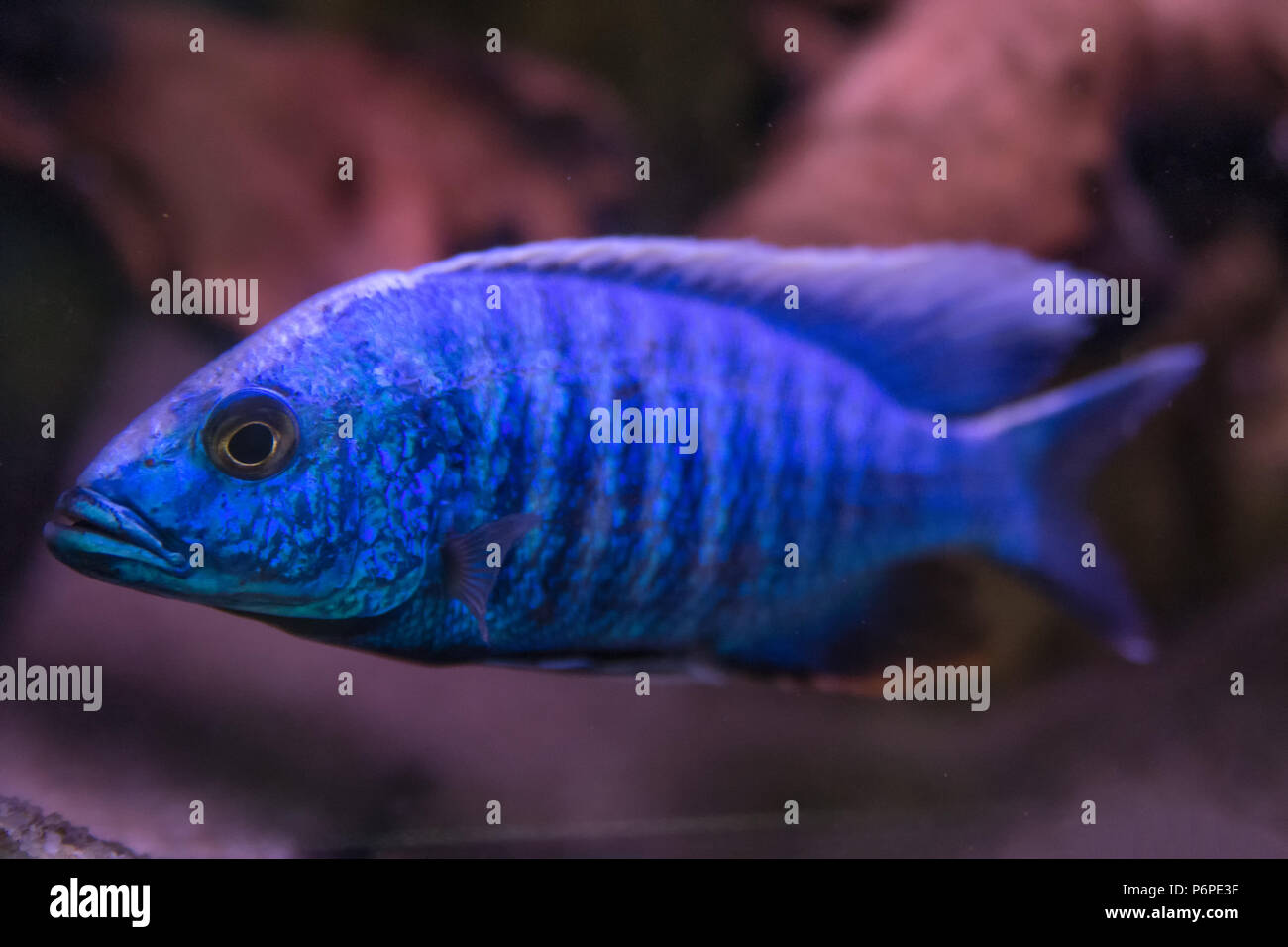 Malawi cichlids. Fish of the genus Cynotilapia in the aquarium. Stock Photo