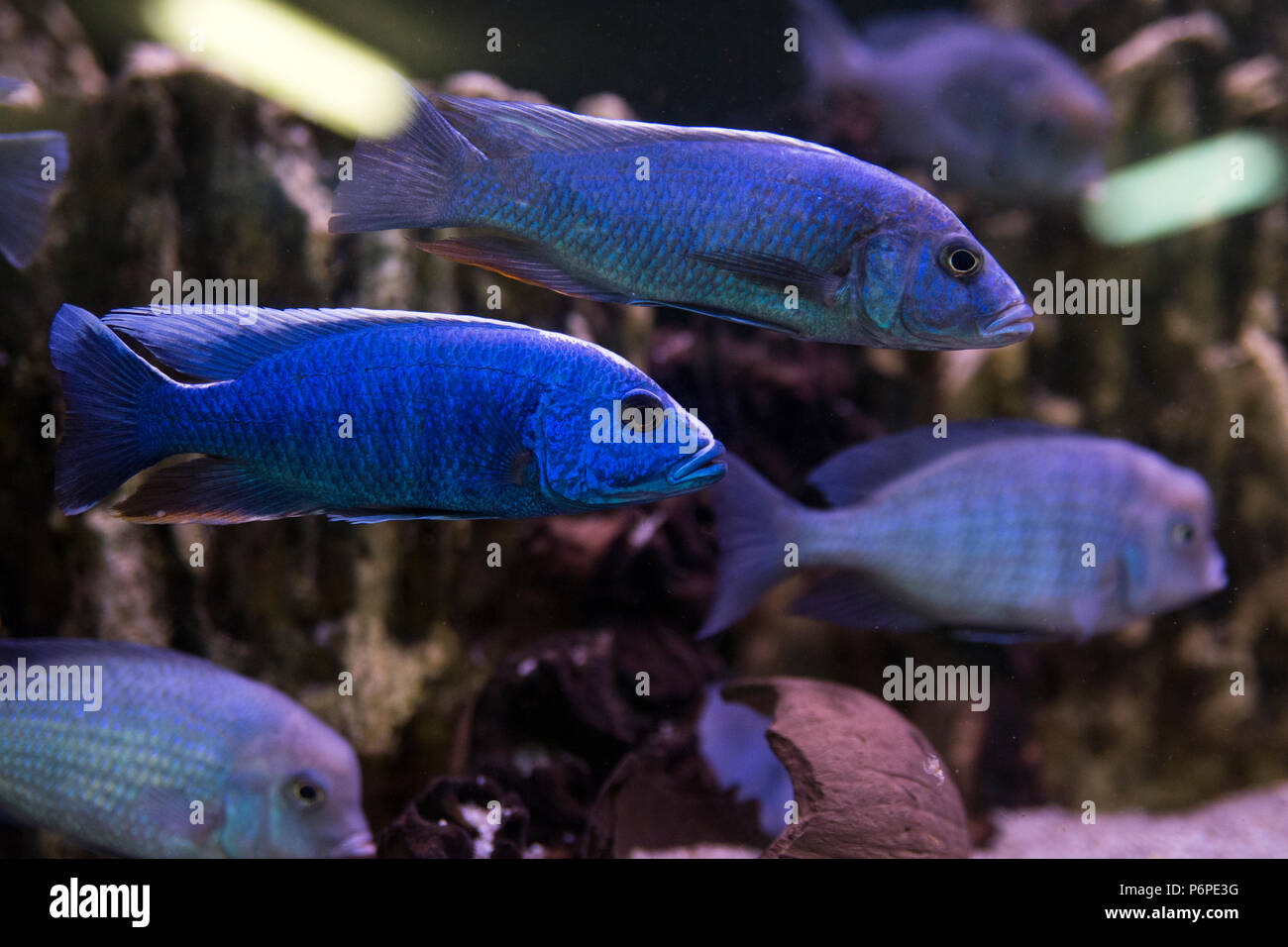 Malawi cichlids. Fish of the genus Cynotilapia in the aquarium. Stock Photo