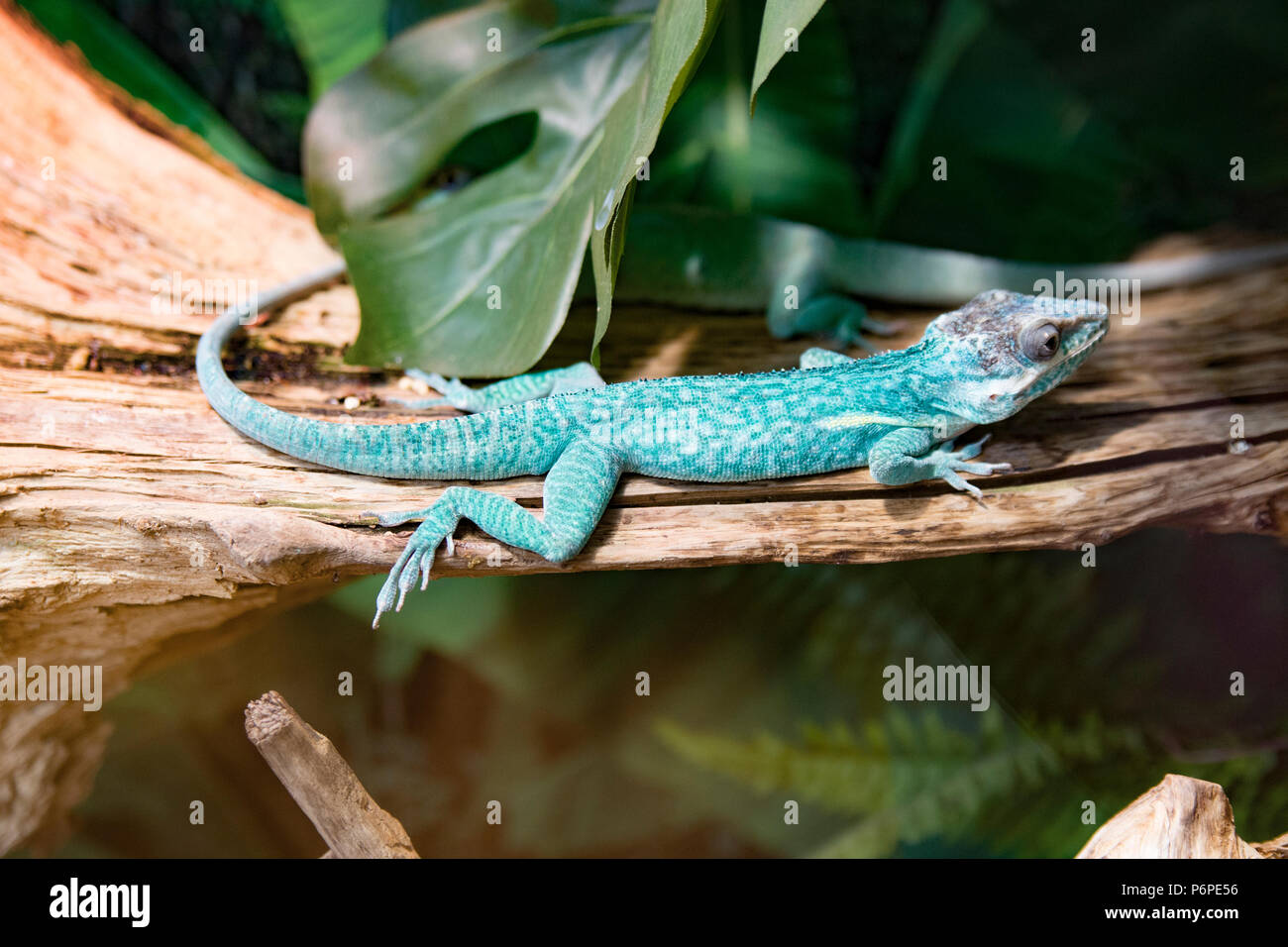 green little lizard sitting on a tree branch. Stock Photo