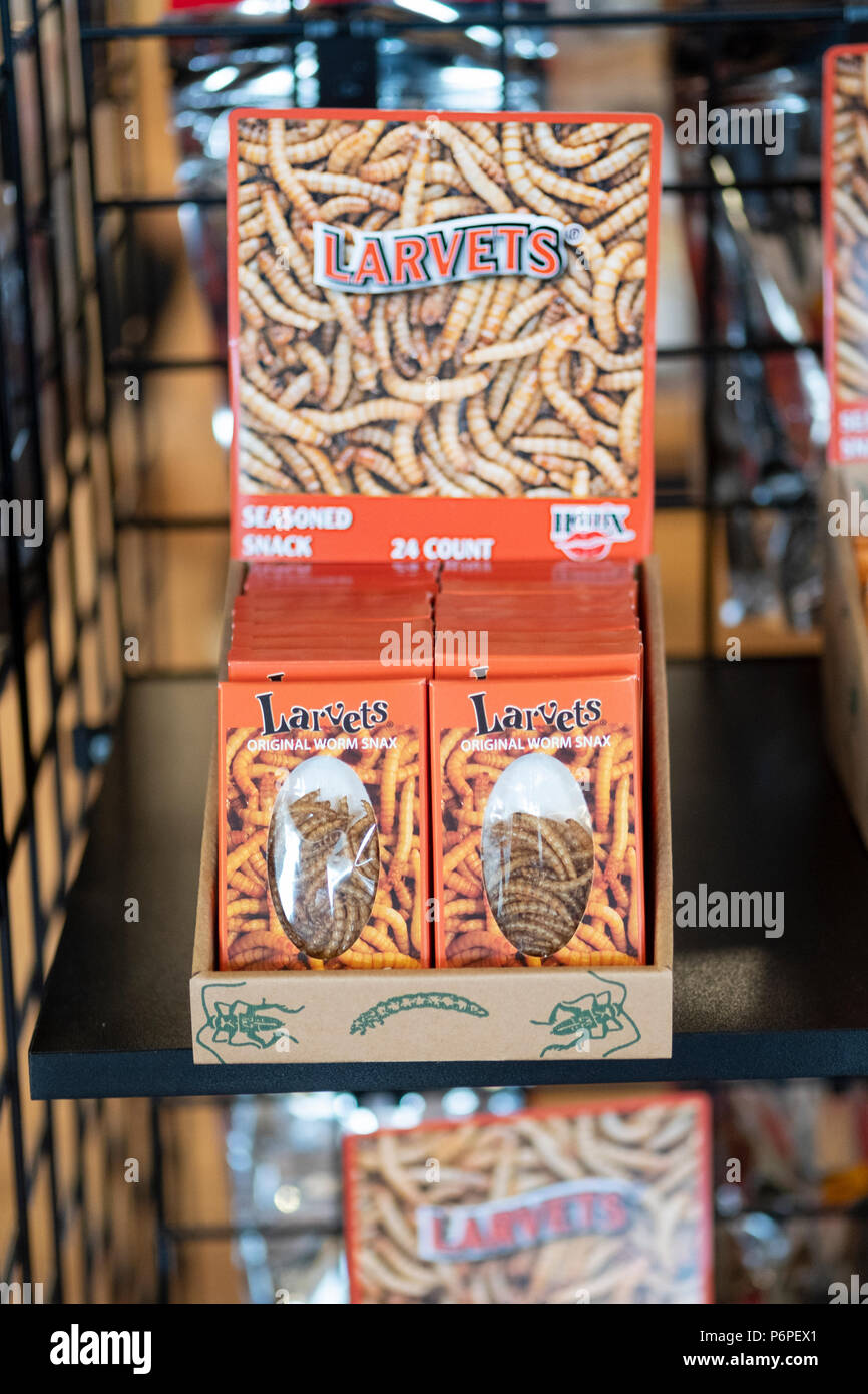 Larvets Seasoned worm snacks for sale at the BEEF JERKY OUTLET STORE in West Yarmouth, MA. Stock Photo