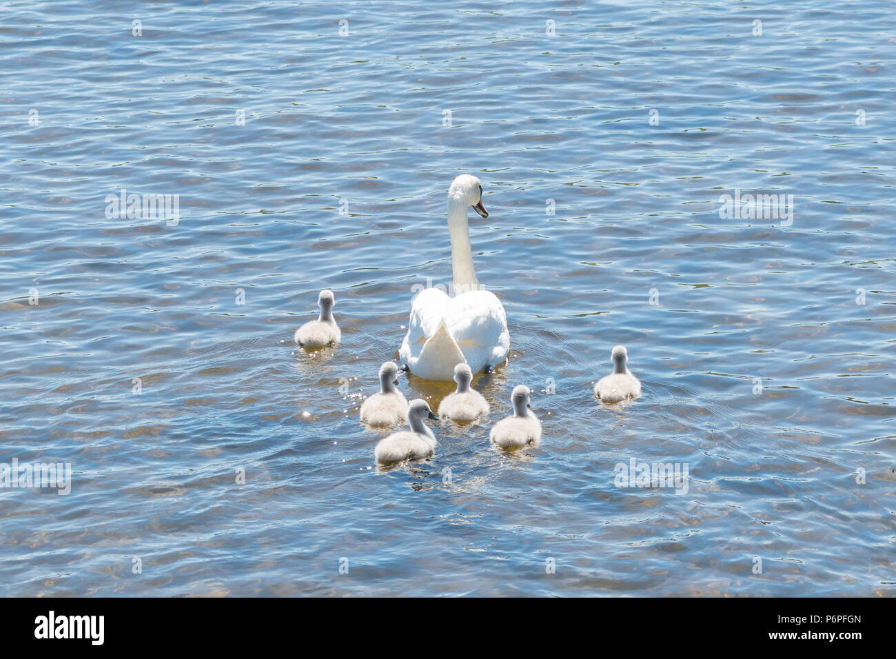 Mute swan - cygnus olor - pen (female) and cygnets (babies) Stock Photo