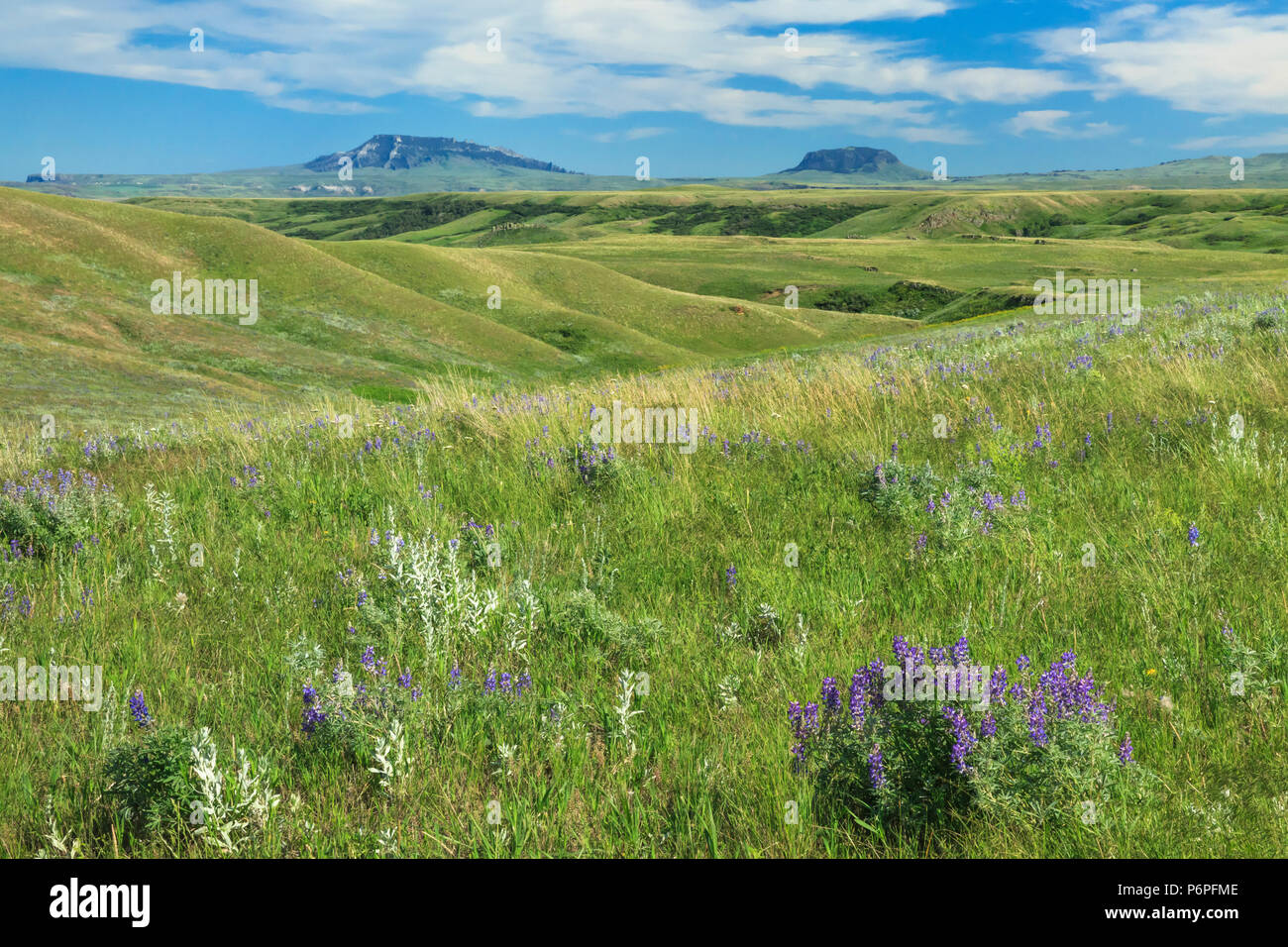 square butte and round butte above prairie hills near geraldine, montana Stock Photo