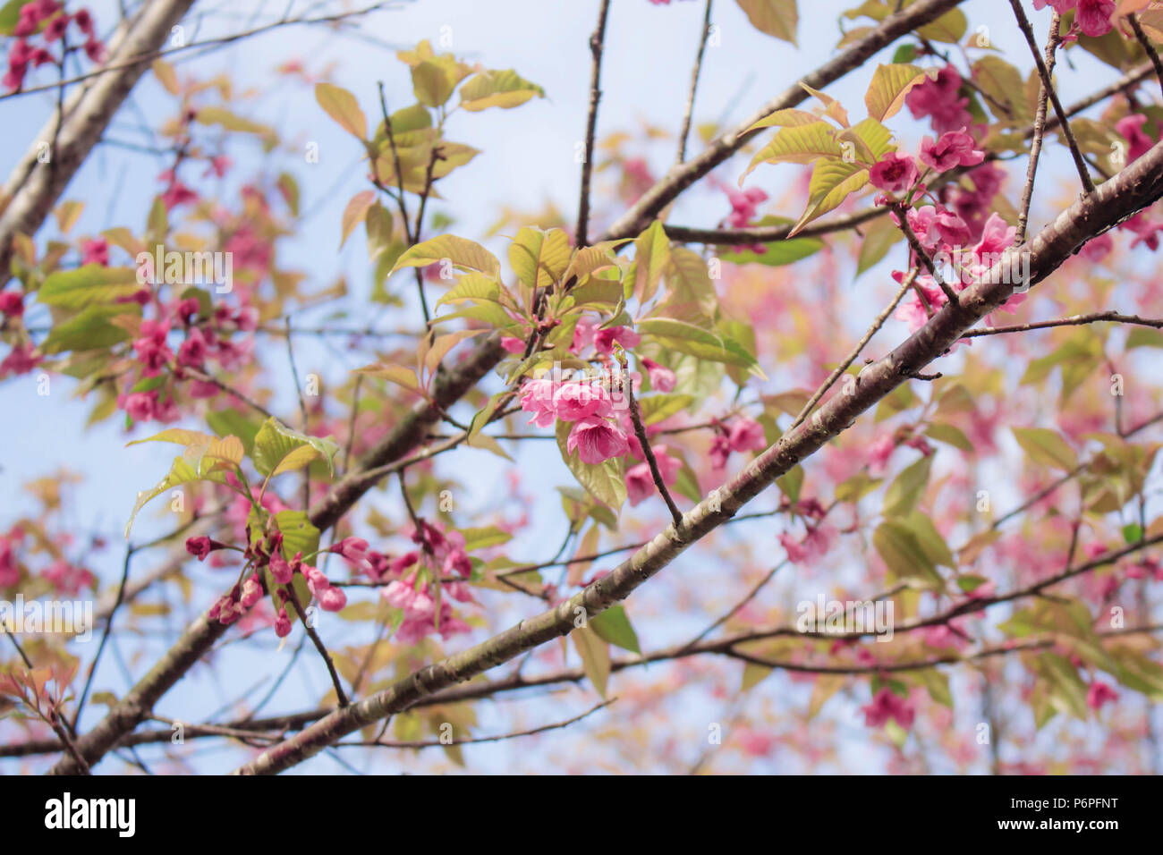 Branches of cherry trees with the blue sky Stock Photo - Alamy