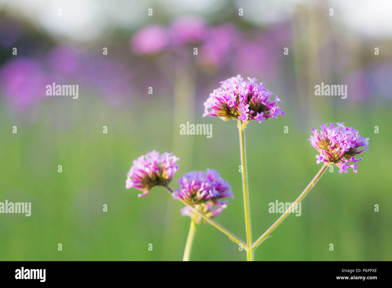 Purple flowers with a blurred background Stock Photo - Alamy