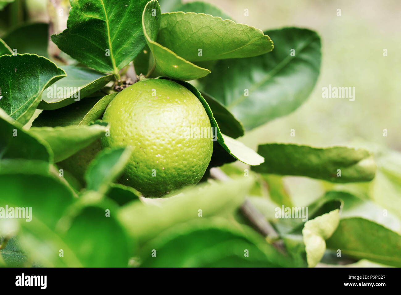 Lemon on tree with the sunlight in farm Stock Photo Alamy