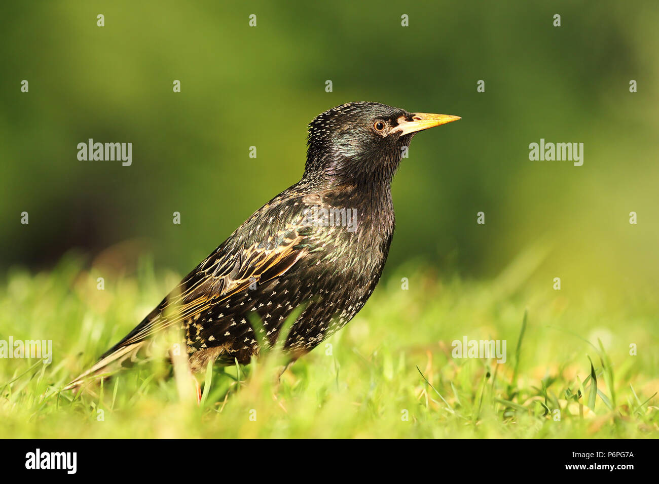 close up of common starling standing on lawn ( Sturnus vulgaris ) Stock Photo