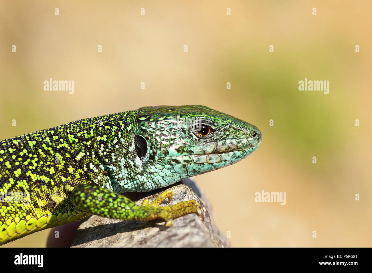 close-up of male green lizard ( Lacerta viridis ) Stock Photo