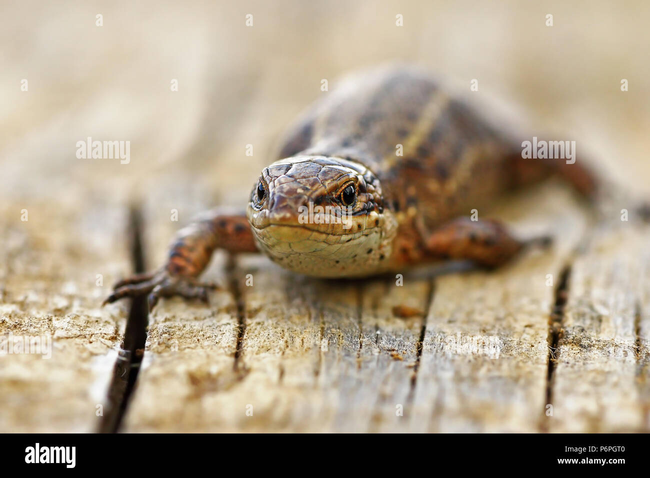 front view of viviparous lizard ( Zootoca vivipara ) standing on a stump Stock Photo