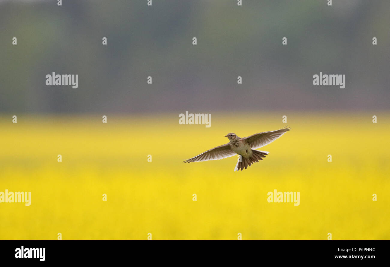 Flying Skylark / yellow field Stock Photo