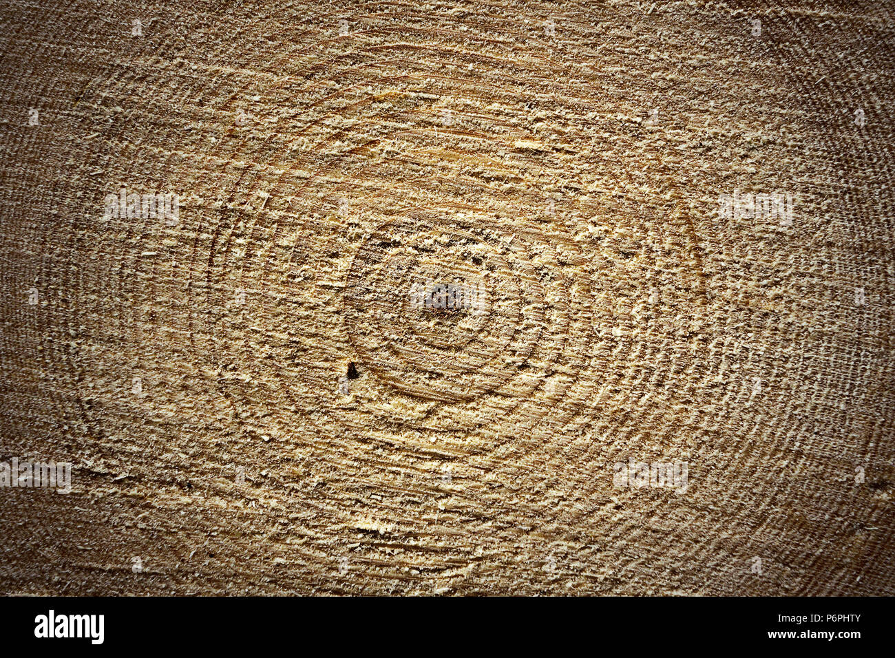 surface of cross section, spruce log, wooden texture of Picea abies showing annual rings Stock Photo