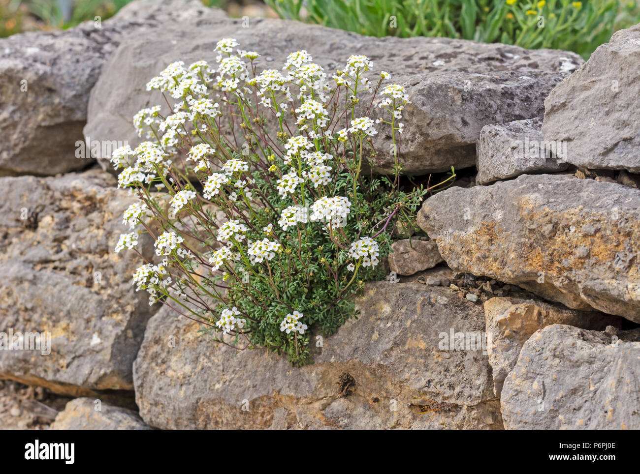 Rockery with white flowers at a stone wall Stock Photo - Alamy
