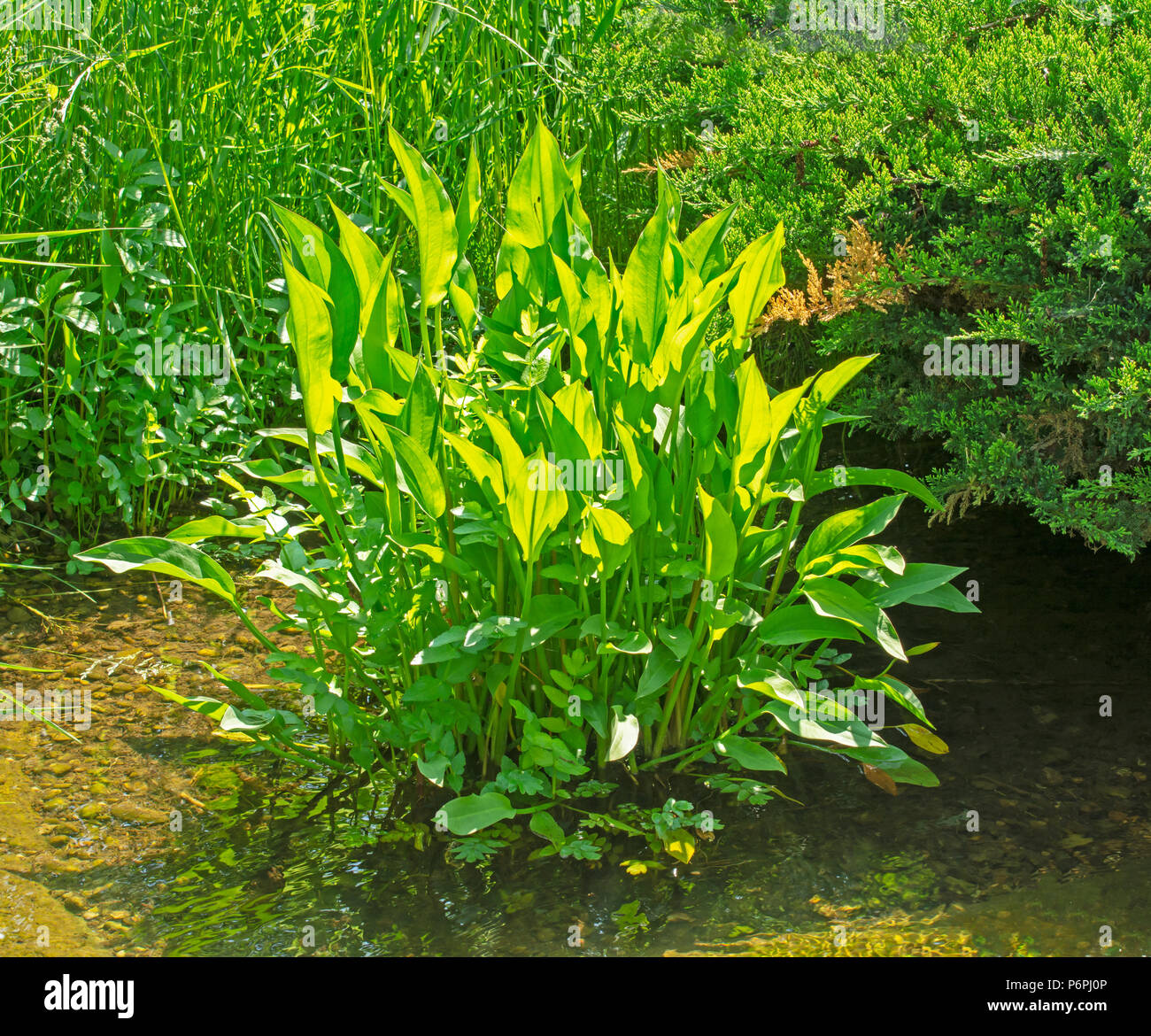 Aquatic alisma plant in the water Stock Photo