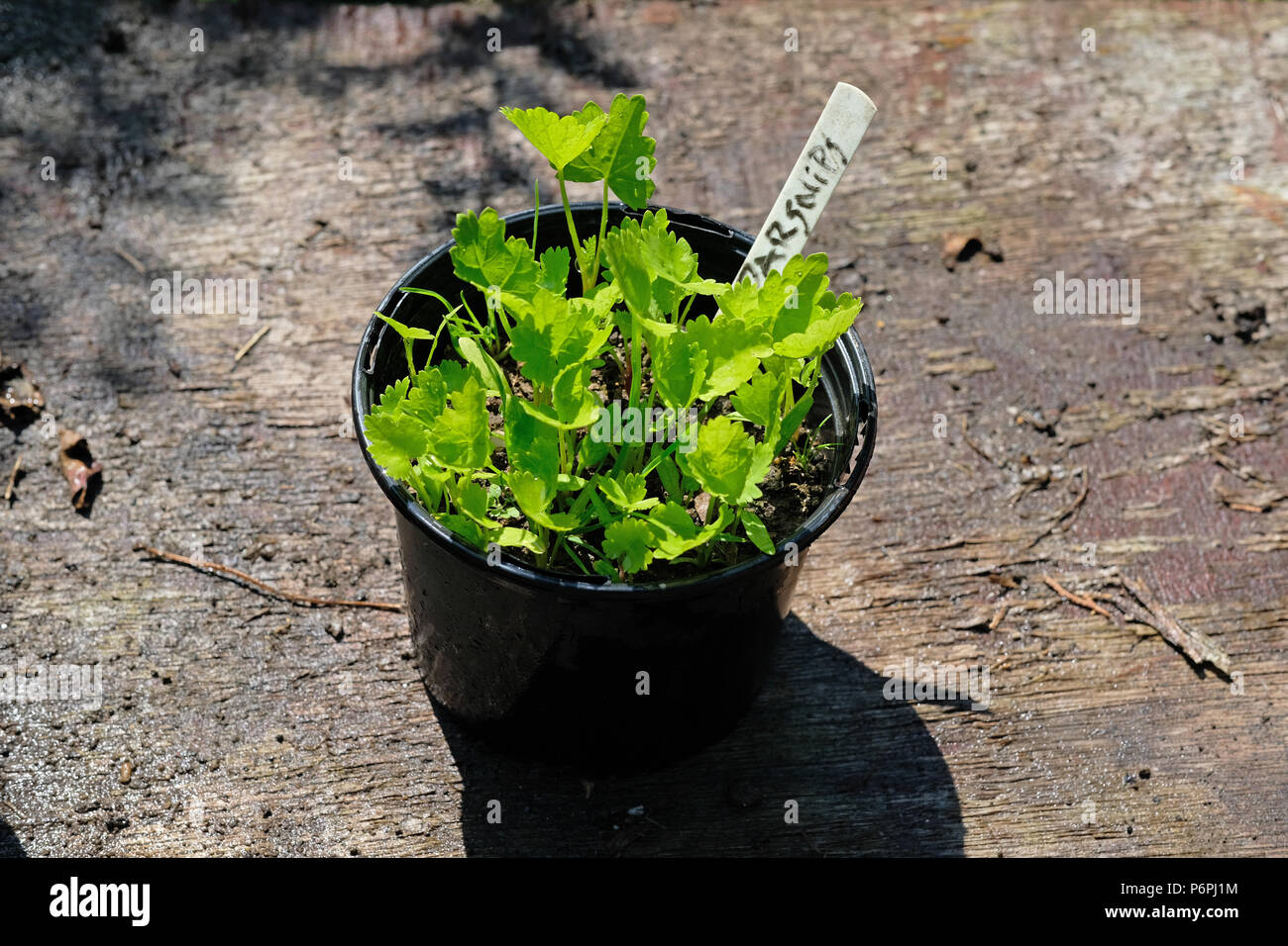 parsnip seedlings growing in a pot stock photo 210709456 alamy