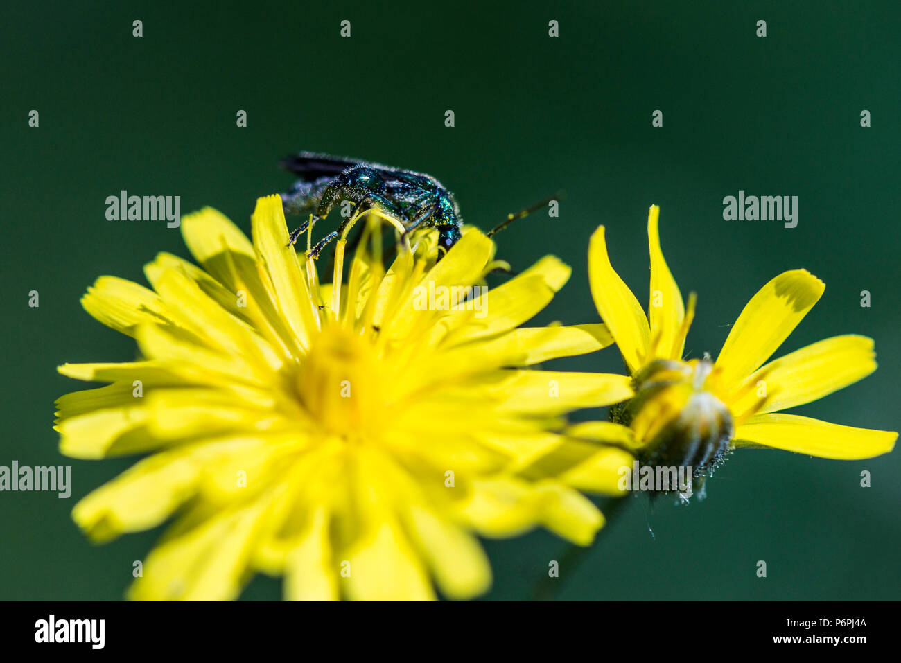 A male swollen-thighed Beetle (Oedemera nobilis) on the flower of a smooth hawksbeard (Crepis capillaris) Stock Photo