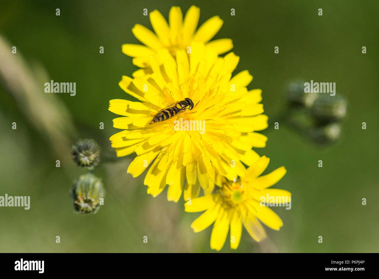 A hoverfly on the flower of a smooth hawksbeard (Crepis capillaris) Stock Photo