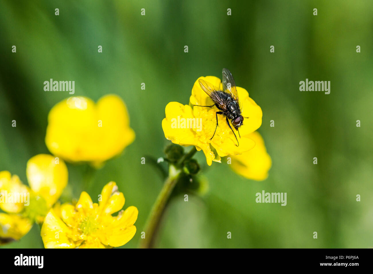Buttercup with bug hi-res stock photography and images - Alamy