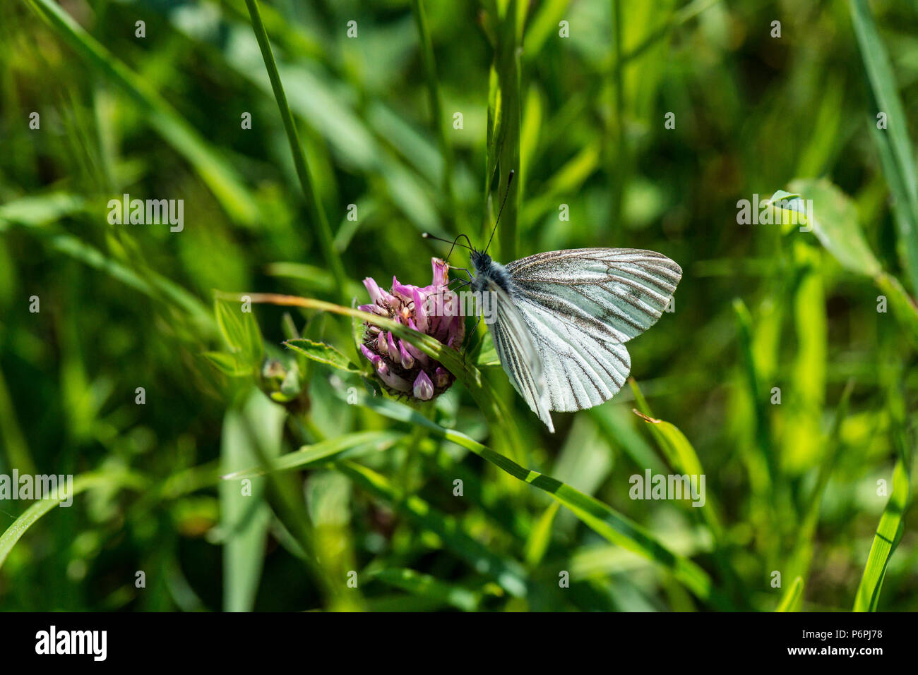 A female green-veined white butterfly (Pieris napi) on the flower of a red clover (Trifolium pratense) Stock Photo