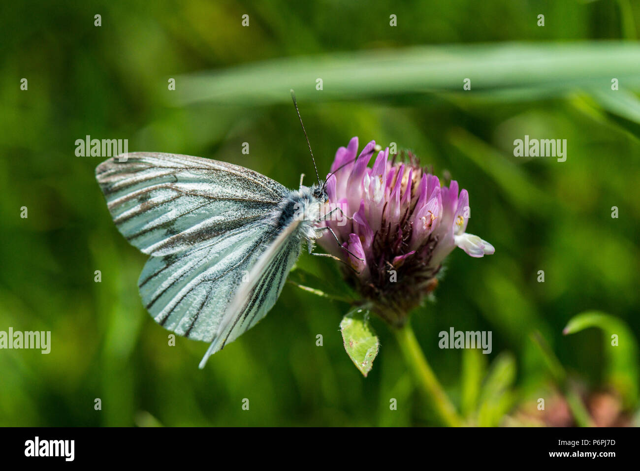 A female green-veined white butterfly (Pieris napi) on the flower of a red clover (Trifolium pratense) Stock Photo