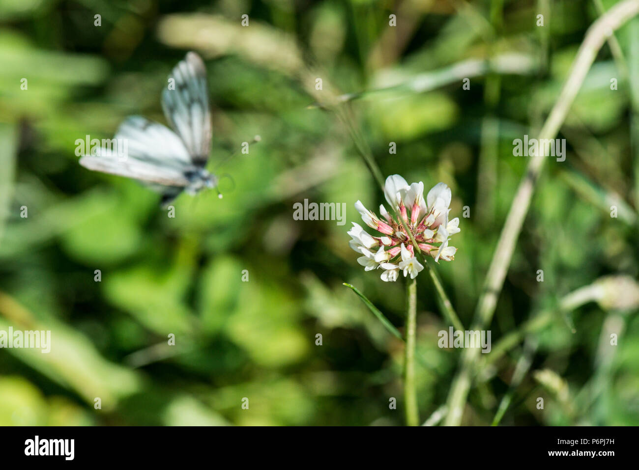 A female green-veined white butterfly (Pieris napi) on the flower of a white clover (Trifolium repens) Stock Photo