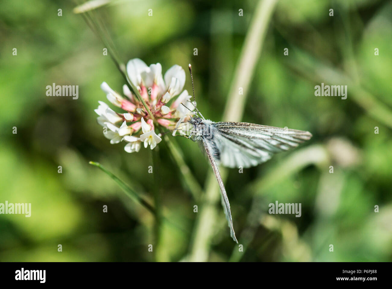 A female green-veined white butterfly (Pieris napi) on the flower of a white clover (Trifolium repens) Stock Photo