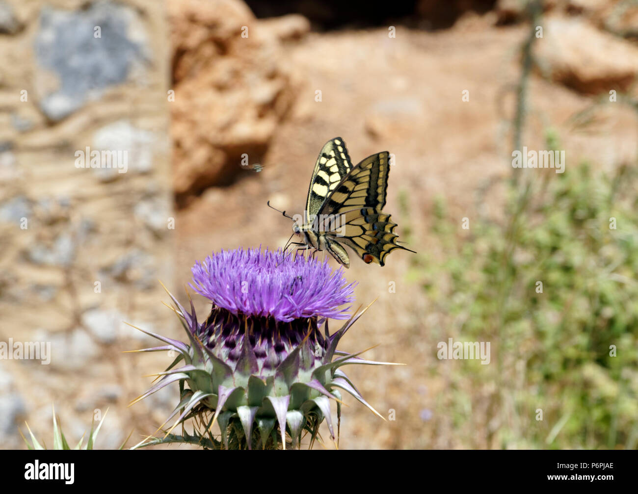 Butterflies of greece hi-res stock photography and images - Alamy