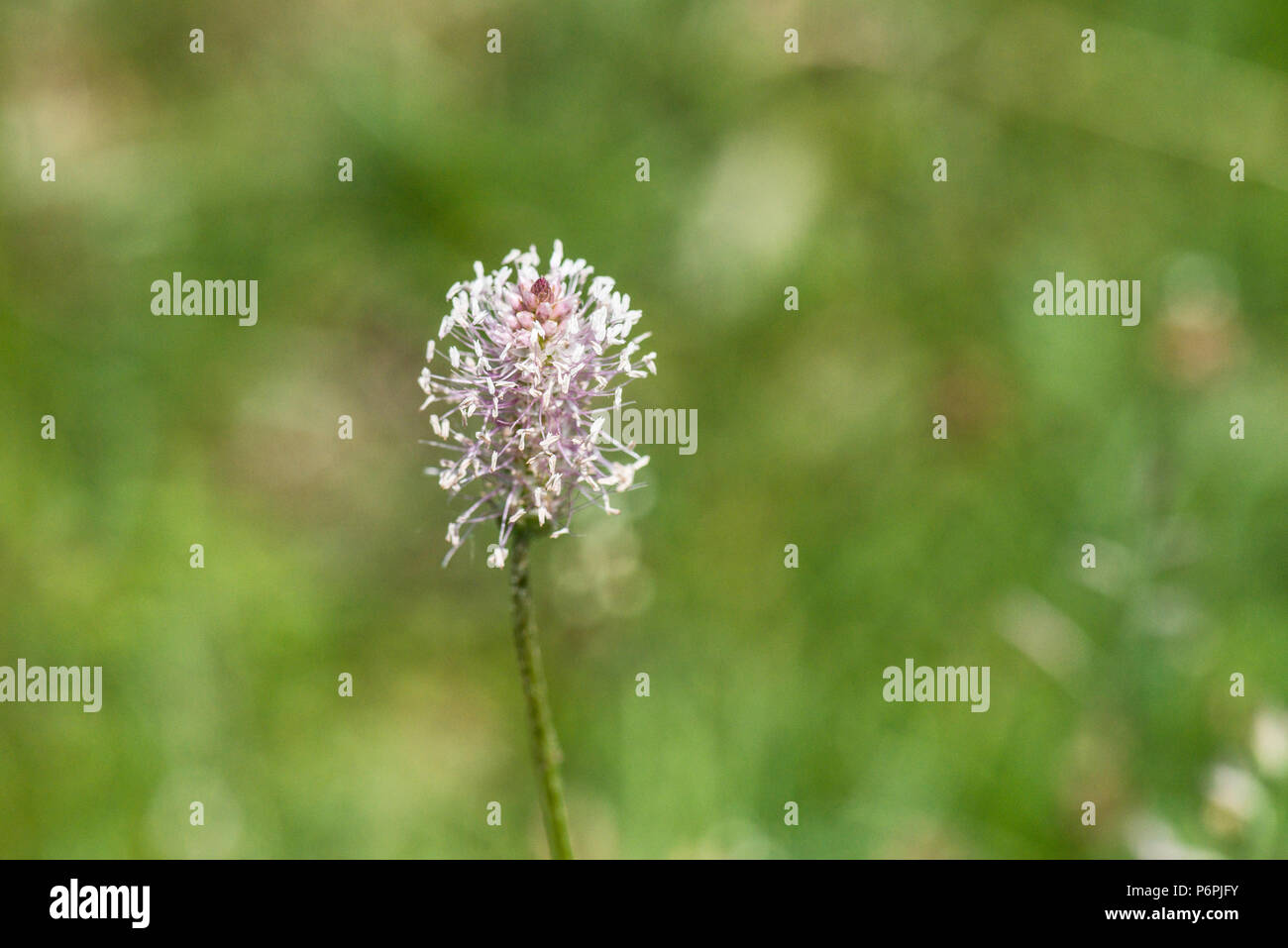 The flower of a hoary plantain (Plantago media) Stock Photo