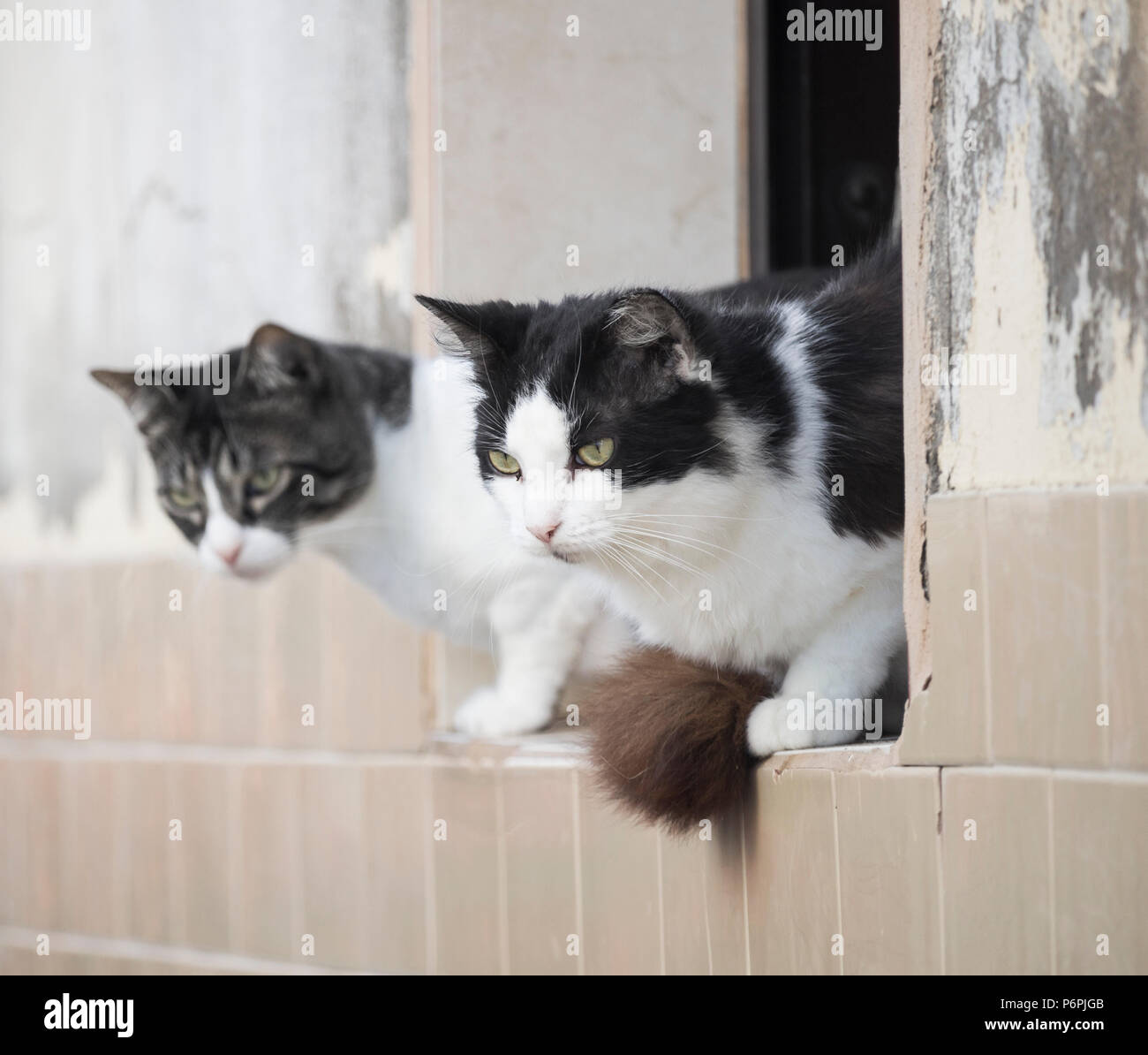Cat sitting on window ledge hires stock photography and images Alamy