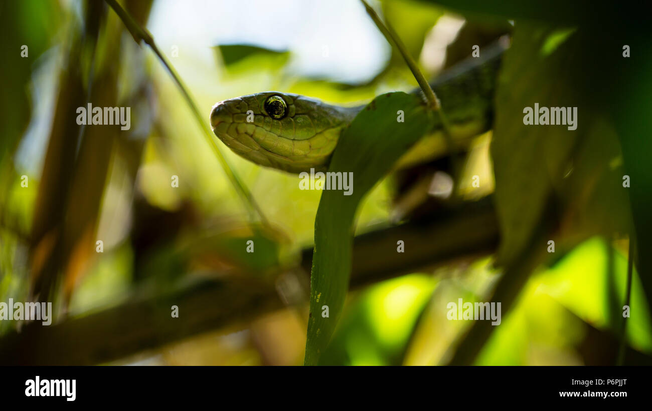 Bamboo Snake High Resolution Stock Photography and Images Alamy