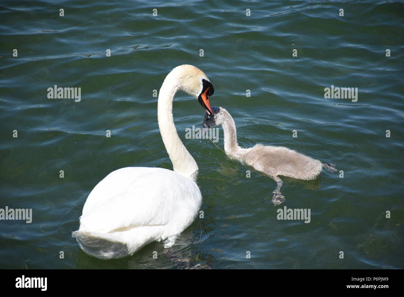 Schwäne und Enten auf dem Chiemsee Stock Photo