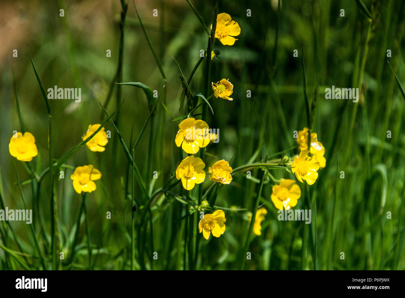 Meadow buttercups (Ranunculus acris) Stock Photo