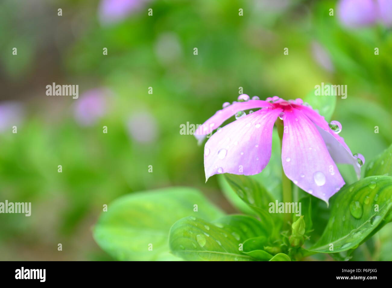 flower dewdrop water Stock Photo